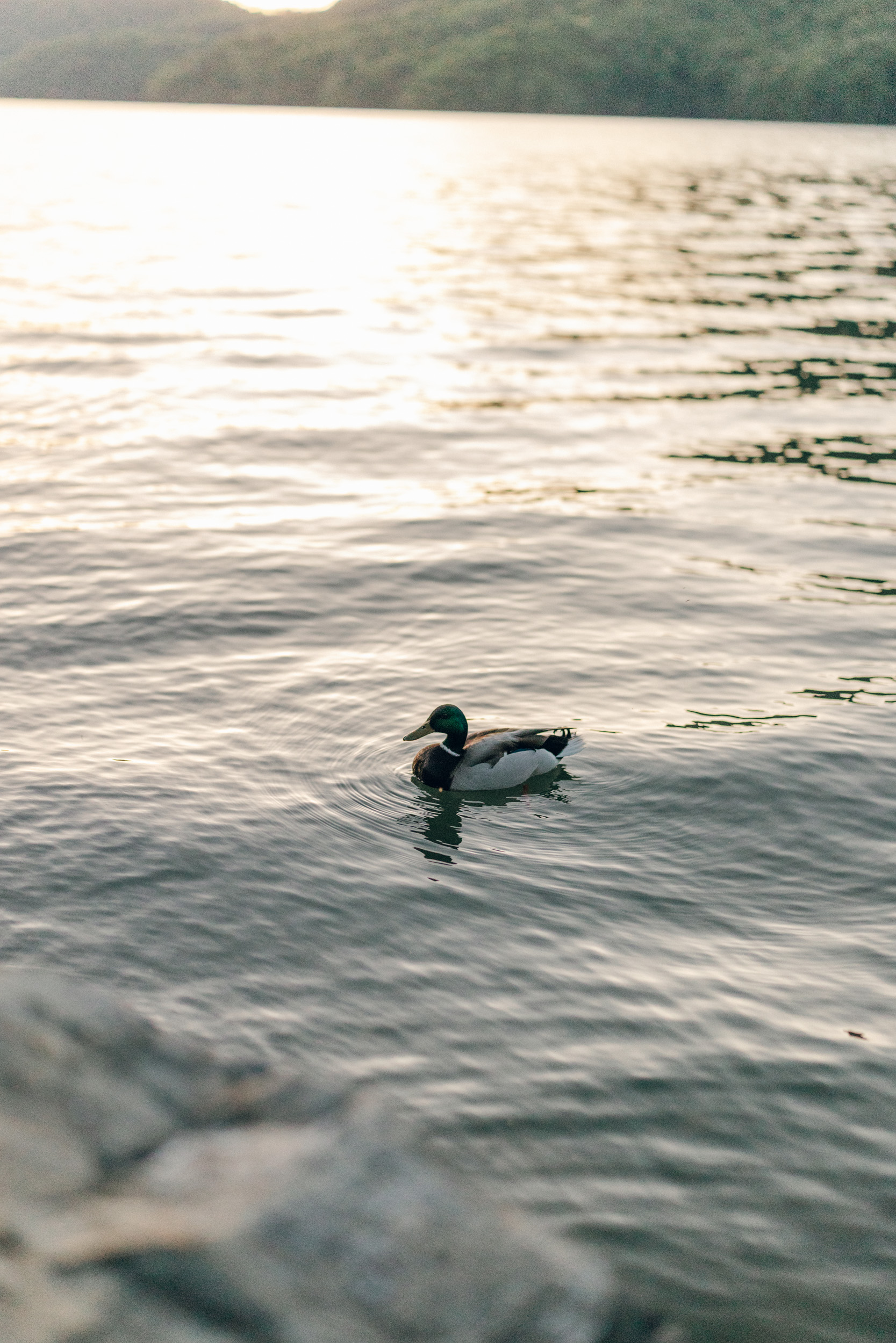 Watauga Lake East Tennessee Couples Photography